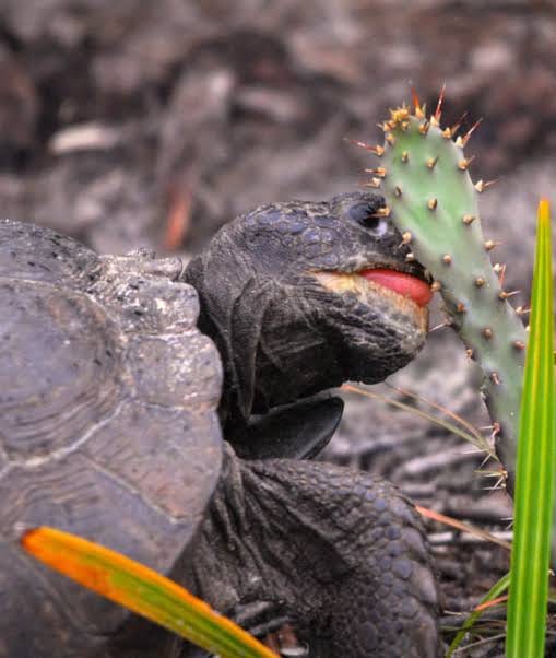 Gopher tortoise eating cactus pad