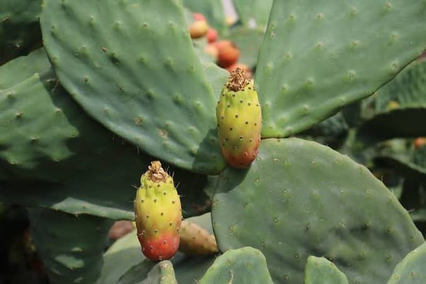 Opuntia cactus
