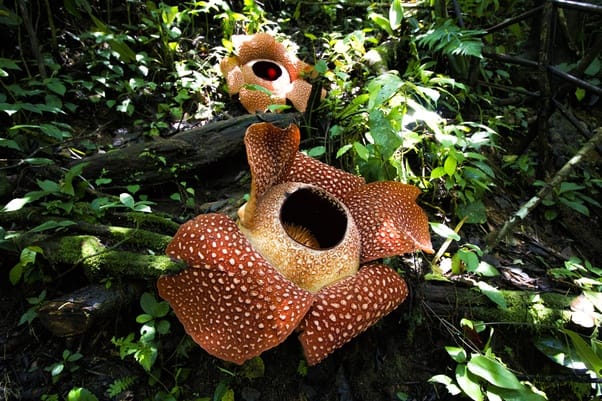 Rafflesia arnoldi